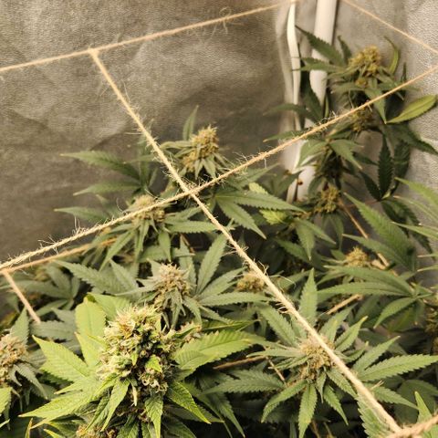 God Bud #2 growlog timeline photo