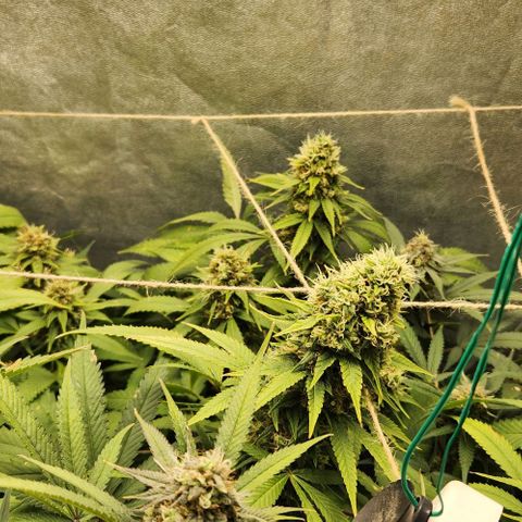 Purple Buddha #1 growlog timeline photo