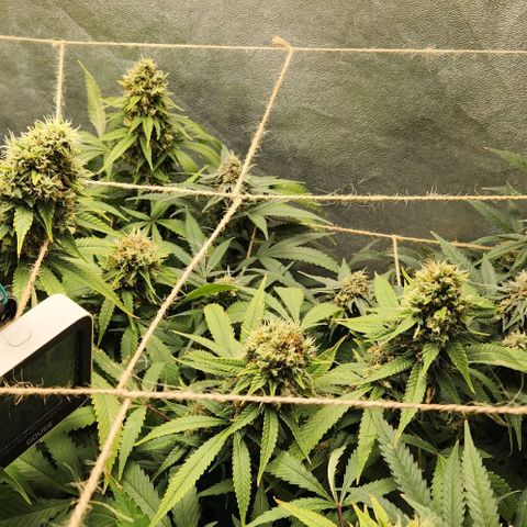 Purple Buddha #1 growlog timeline photo