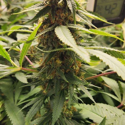 Purple Buddha #2 growlog timeline photo