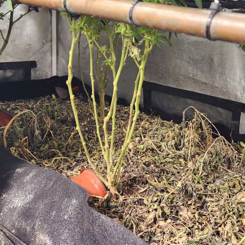 Purple Buddha #2 growlog timeline photo