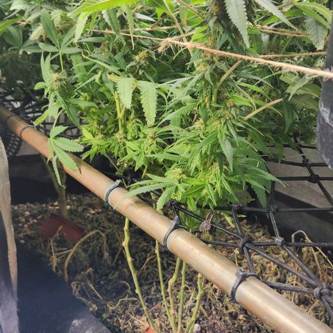 Purple Buddha #2 growlog timeline photo