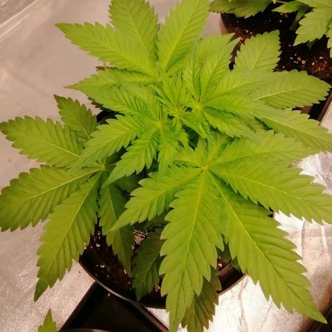 Grandmommy purple growlog timeline photo