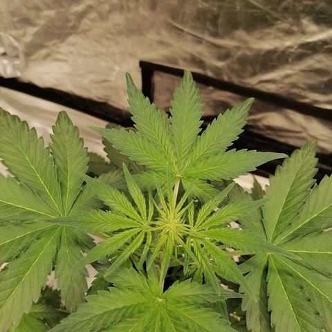 Auto Skittlez /Herbies  growlog timeline photo