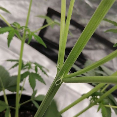 Auto Skittlez /Herbies  growlog timeline photo