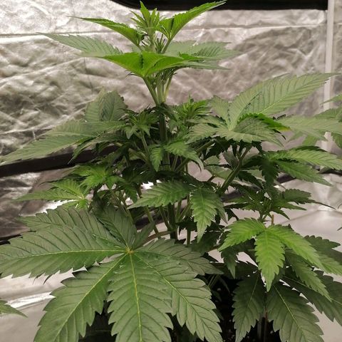 Grandmommy purple growlog timeline photo