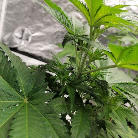 Grandmommy purple growlog timeline photo