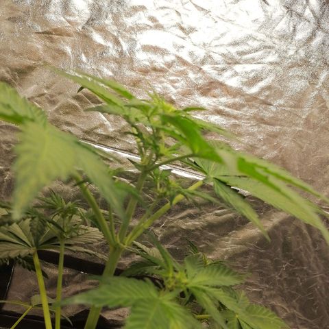 Auto Skittlez /Herbies  growlog timeline photo