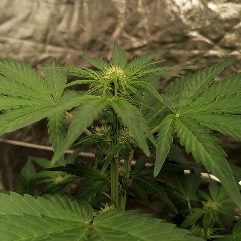 Auto Skittlez /Herbies  growlog timeline photo