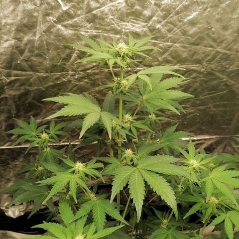 Auto Skittlez /Herbies  growlog photo: 1 grow 4 Bloom 4 topmax 5 Heaven 5 activera 4 algamic