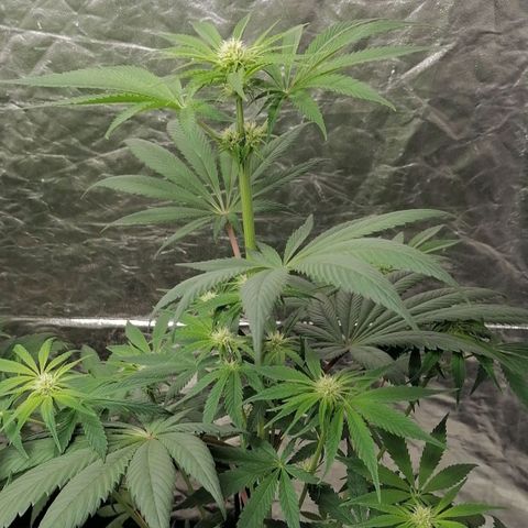 Mother gorilla RQS growlog timeline photo