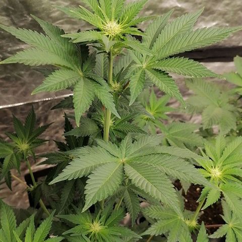 Grandmommy purple growlog timeline photo