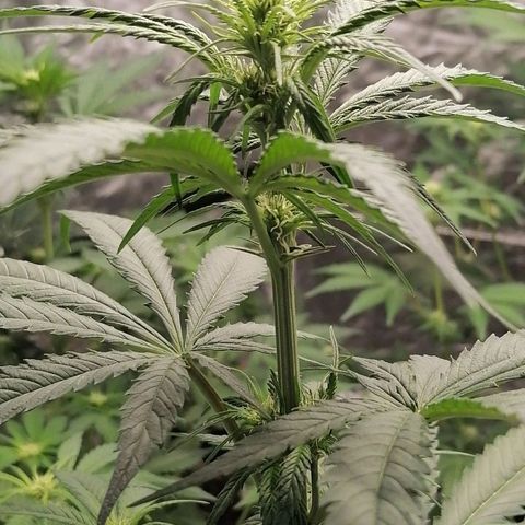 Special kusk #1 growlog timeline photo