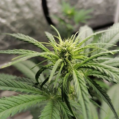 Special kusk #1 growlog photo: 1 grow 3 Bloom 3 topmax 4 Heaven  4 activera 4 algalic