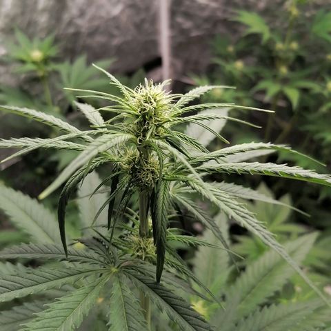 Special kusk #1 growlog timeline photo