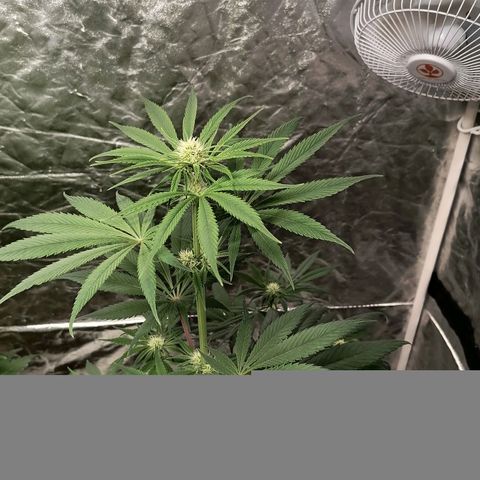Mother gorilla RQS growlog timeline photo