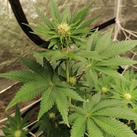 Grandmommy purple growlog timeline photo
