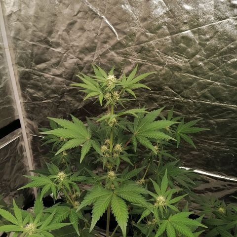 Auto Skittlez /Herbies  growlog timeline photo