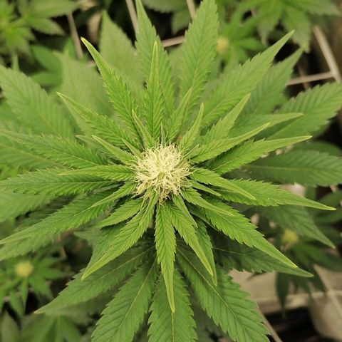 Grandmommy purple growlog timeline photo