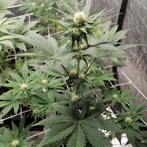 Grandmommy purple growlog timeline photo