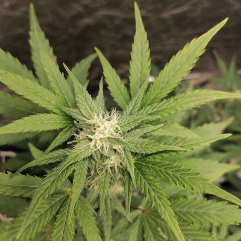 Auto Skittlez /Herbies  growlog timeline photo