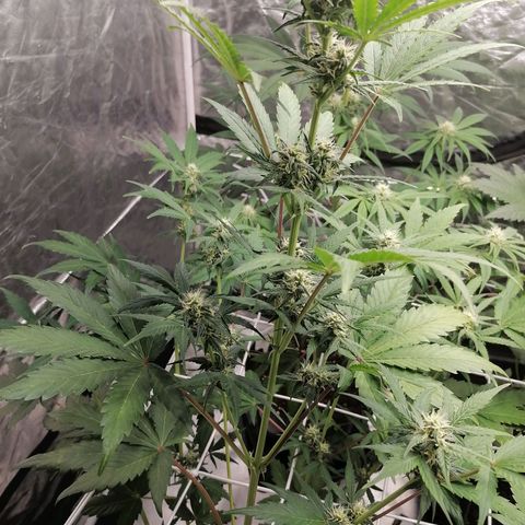 Auto Skittlez /Herbies  growlog timeline photo