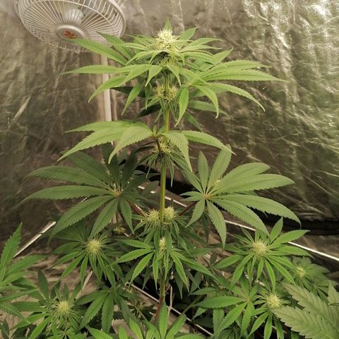 Mother gorilla RQS growlog timeline photo
