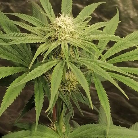 Mother gorilla RQS growlog timeline photo