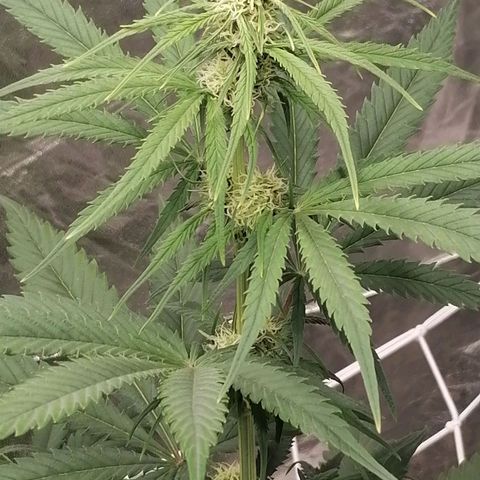 Special kusk #1 growlog timeline photo