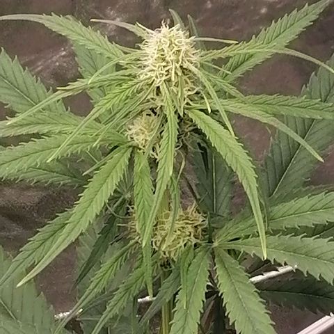 Special kusk #1 growlog timeline photo