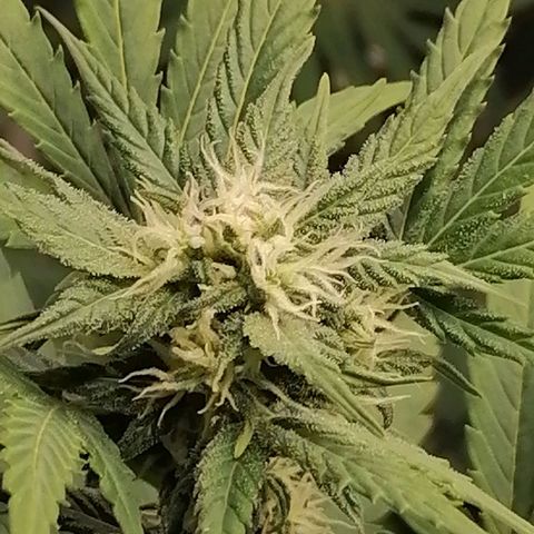 Auto Skittlez /Herbies  growlog timeline photo