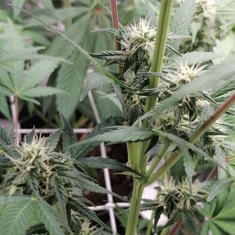 Auto Skittlez /Herbies  growlog timeline photo