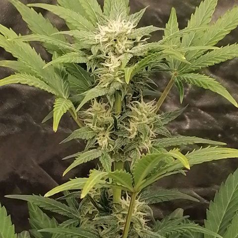 Auto Skittlez /Herbies  growlog timeline photo