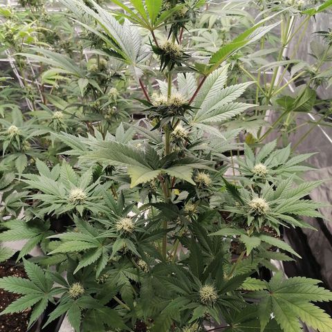 Grandmommy purple growlog timeline photo