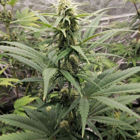 Special kusk #1 growlog timeline photo