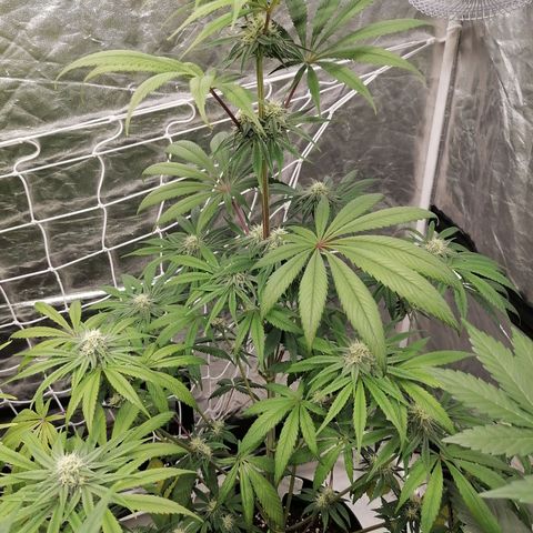 Mother gorilla RQS growlog timeline photo