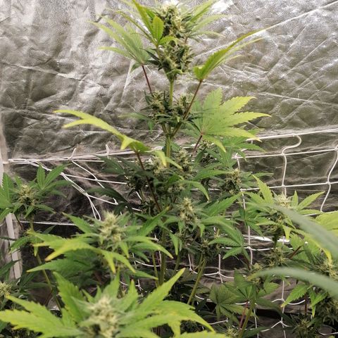 Auto Skittlez /Herbies  growlog timeline photo