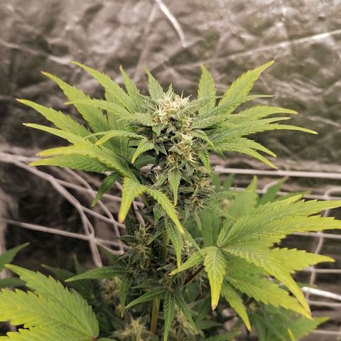 Auto Skittlez /Herbies  growlog timeline photo