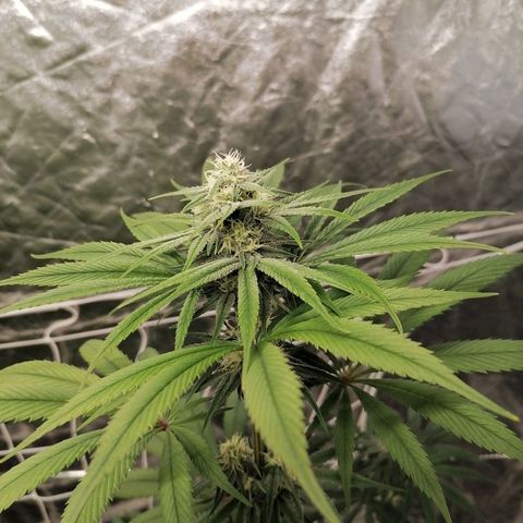 Mother gorilla RQS growlog timeline photo