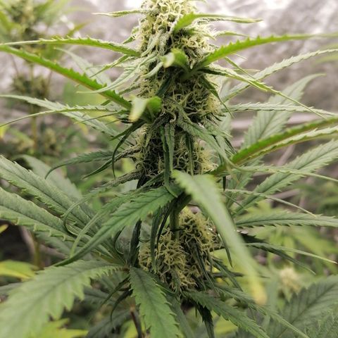 Special kusk #1 growlog timeline photo