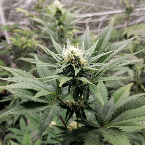 Grandmommy purple growlog timeline photo