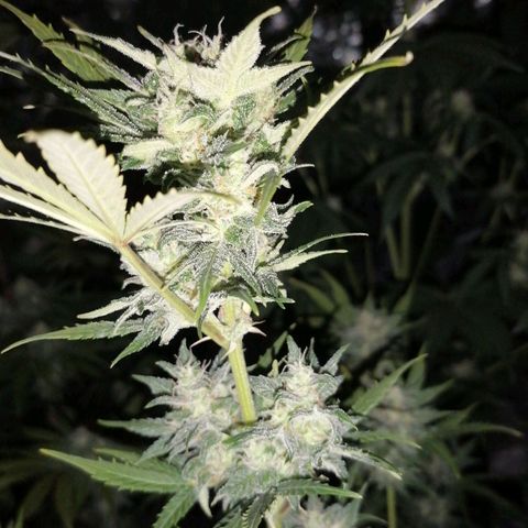 Auto Skittlez /Herbies  growlog timeline photo