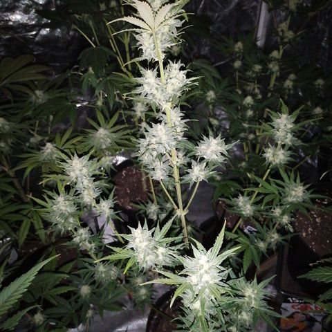 Auto Skittlez /Herbies  growlog timeline photo