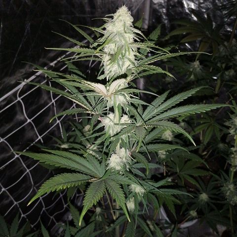Special kusk #1 growlog timeline photo