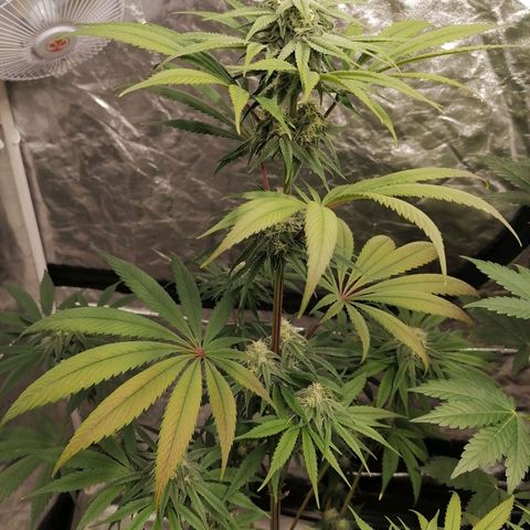 Mother gorilla RQS growlog timeline photo