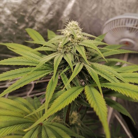 Mother gorilla RQS growlog timeline photo