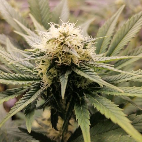 Grandmommy purple growlog timeline photo