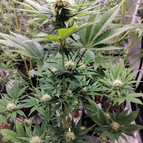 Grandmommy purple growlog timeline photo
