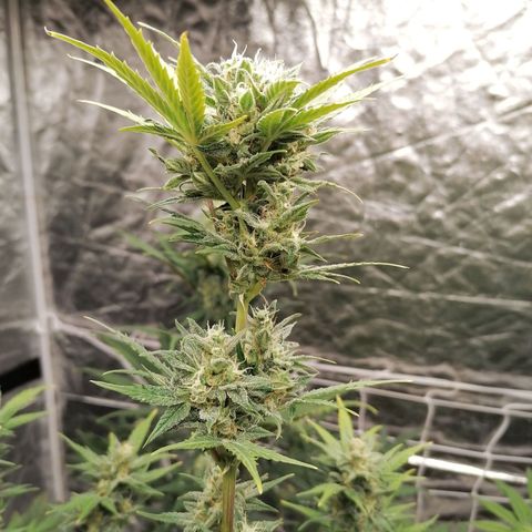Auto Skittlez /Herbies  growlog timeline photo