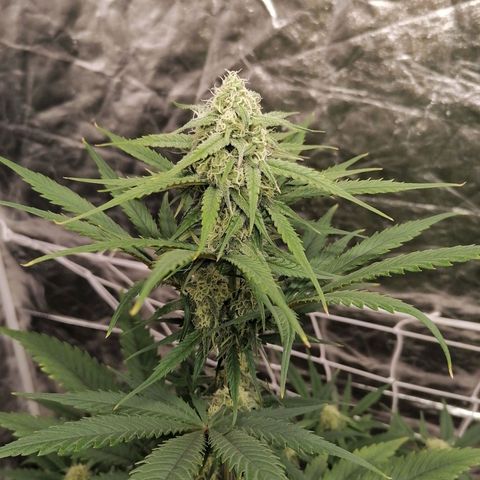 Special kusk #1 growlog timeline photo